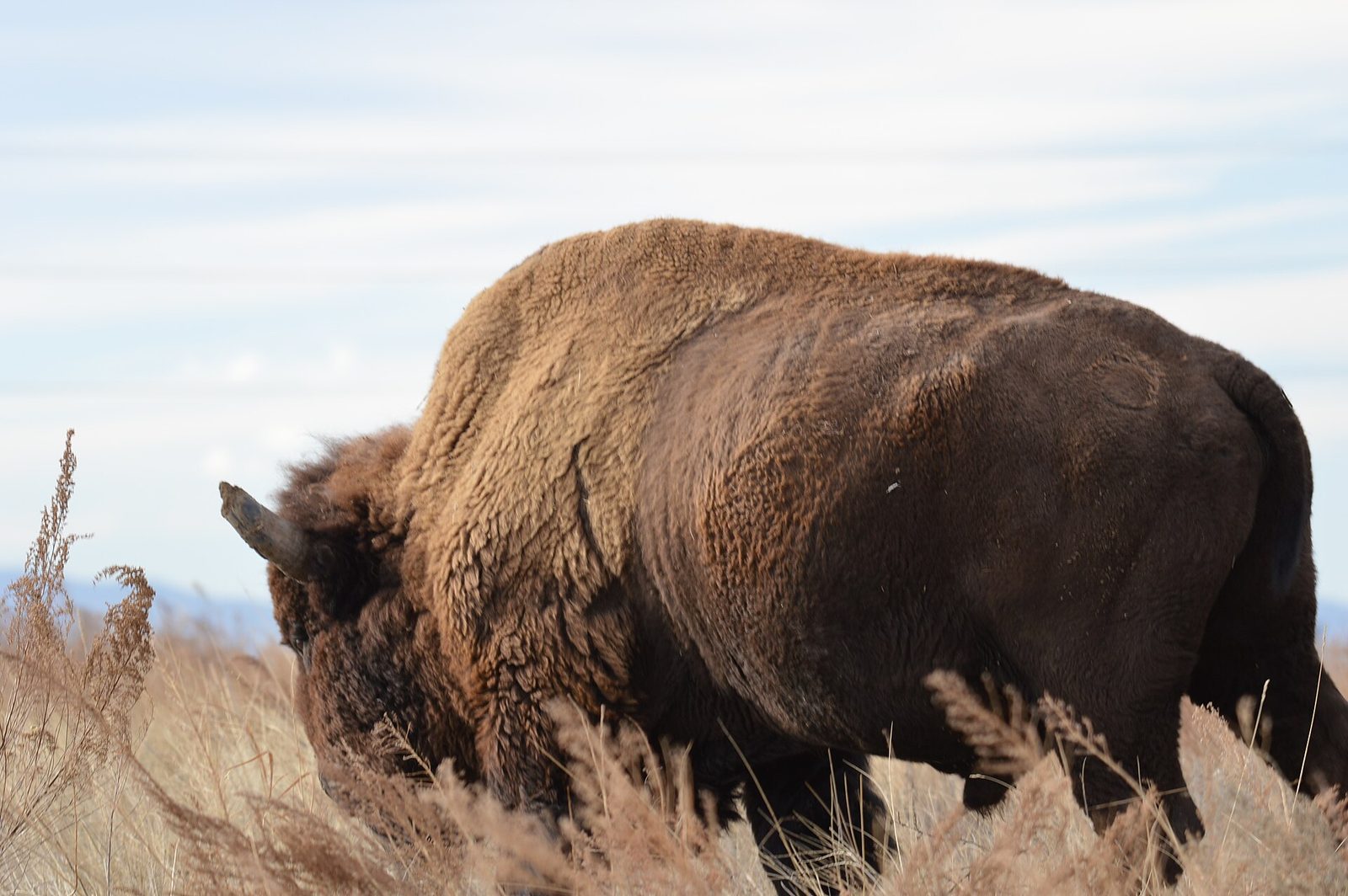 An American bison grazing in dry winter grassland at the Rocky Mountain Arsenal National Wildlife Refuge outside Denver