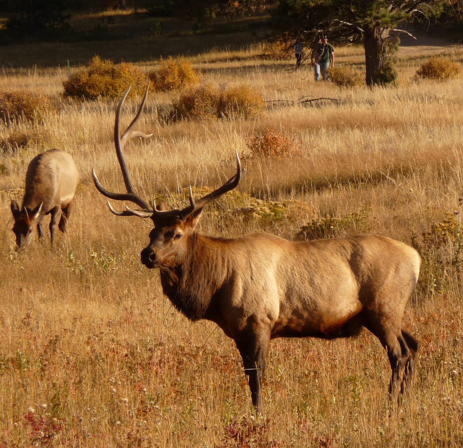 A bull elk with large antlers standing in golden autumn grass in Moraine Park, Rocky Mountain National Park, with a cow elk grazing on the left and two people walking across the meadow behind them