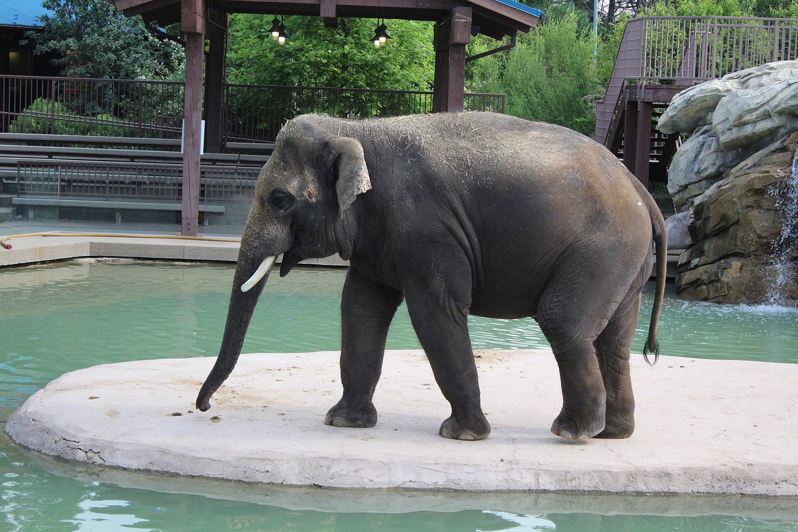 An Asian elephant with short tusks standing on a pale concrete island in a green pool at the Denver Zoo, with a wooden shelter, railings and a rocky waterfall behind it