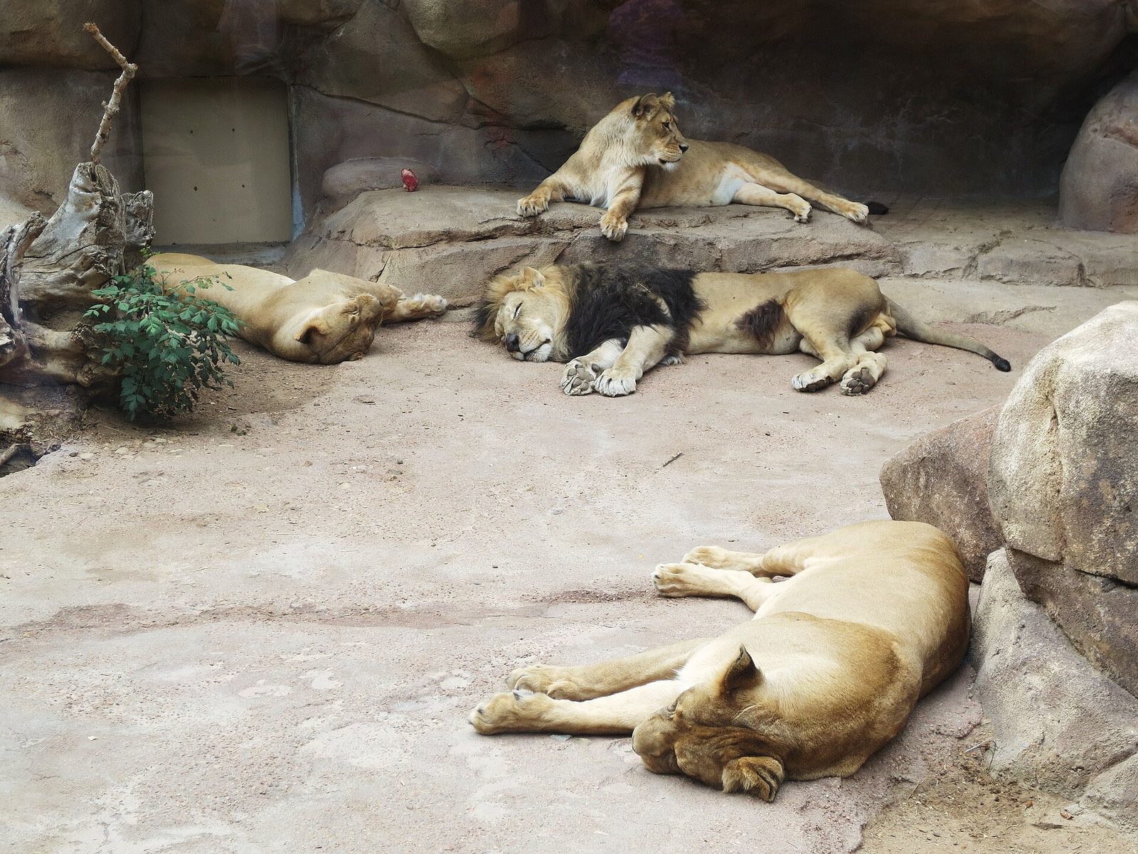 A male lion with a dark mane and four lionesses asleep on sandy ground and rocks in their habitat at the Denver Zoo, with one lioness resting on a ledge looking to the side