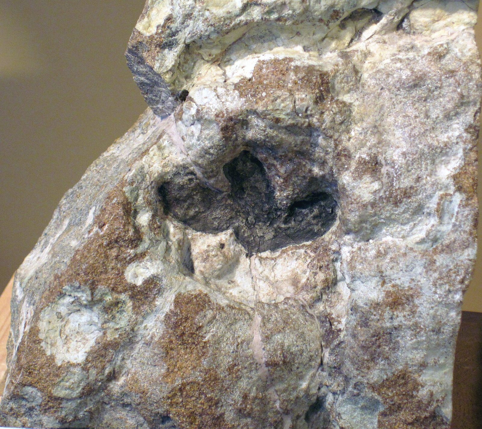 A juvenile Stegosaurus footprint preserved as a three-toed hollow in a block of pale fluvial sandstone from Dinosaur Ridge, west of Denver